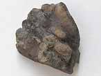 Plaque fossile de Reptile divers du jurassique Boulonnais