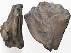 Plaque fossile de Reptile divers du jurassique Boulonnais
