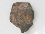 Ecaille cycloide de Poisson fossile du jurassique Boulonnais