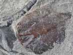 Ecaille de Poisson fossile du jurassique Boulonnais