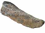 Plaque fossile de Dinosaure fossiles du jurassique Boulonnais