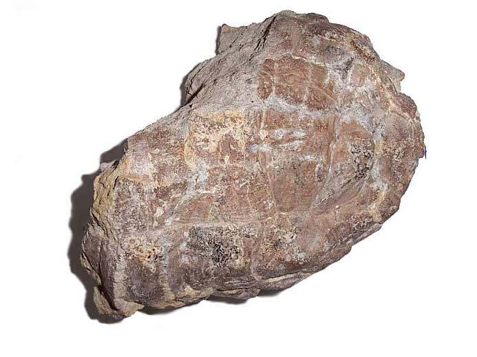 Hmi-carapace de Tortue fossile jurassique Boulonnais COLLECTION PRIVEE A