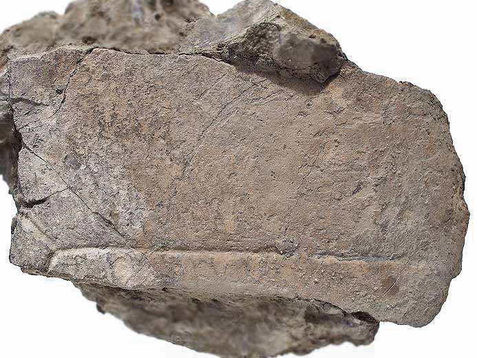Plaque Costale fossile de Carapace de Tortue