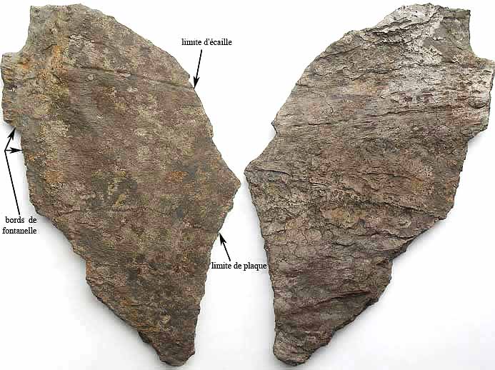 Plaque Costale fossile de Carapace de Tortue