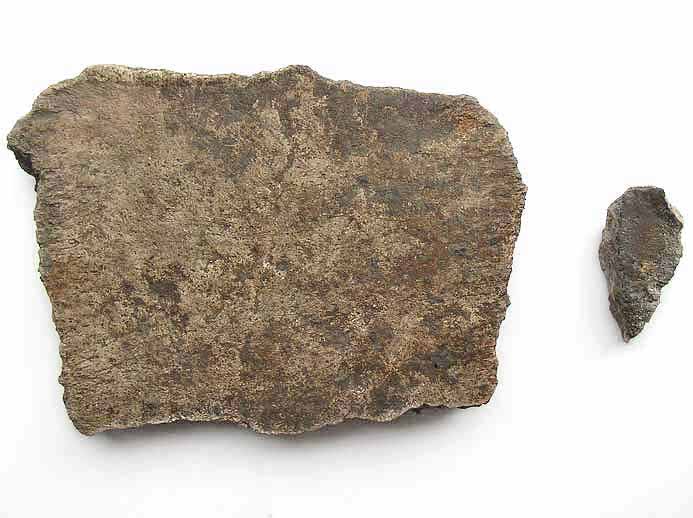 Plaque Costale fossile de Carapace de Tortue fossile jurassique Boulonnais