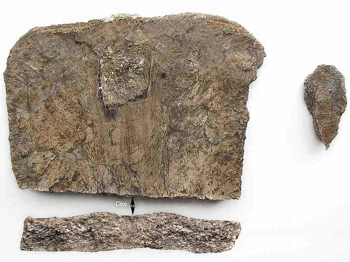 Plaque Costale de Carapace de Tortue fossile jurassique Boulonnais