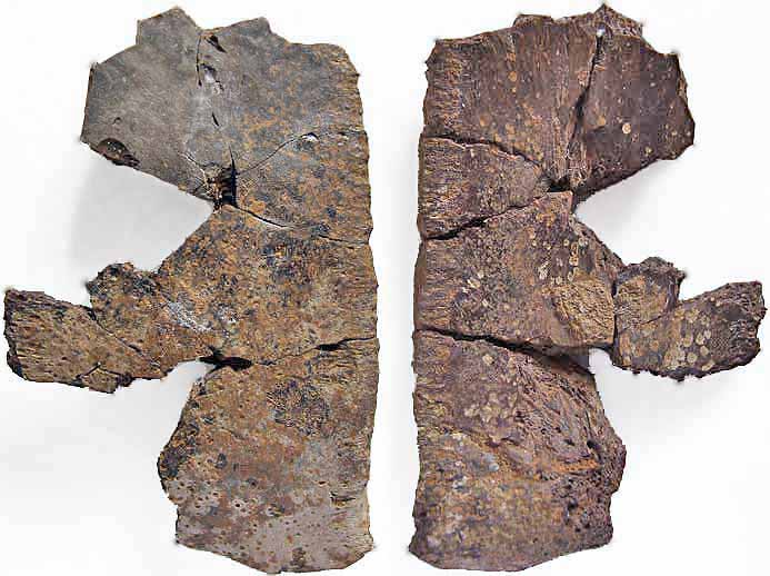 Plaque Costale de Pleurosternon sp fossile jurassique Boulonnais