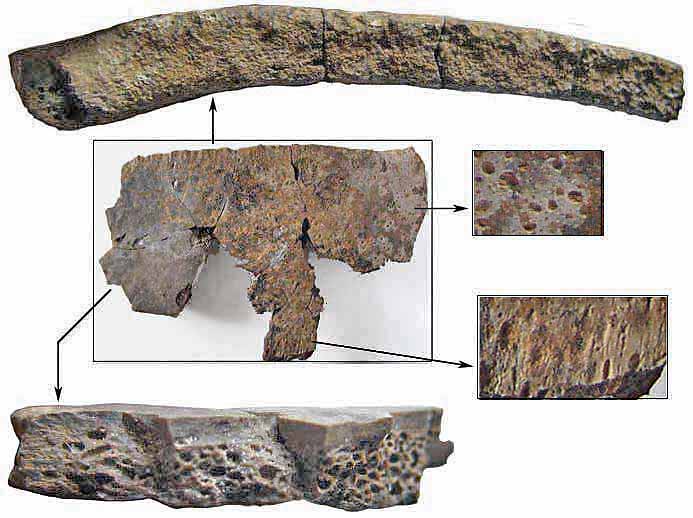 Plaque Costale de Pleurosternon sp fossile jurassique Boulonnais