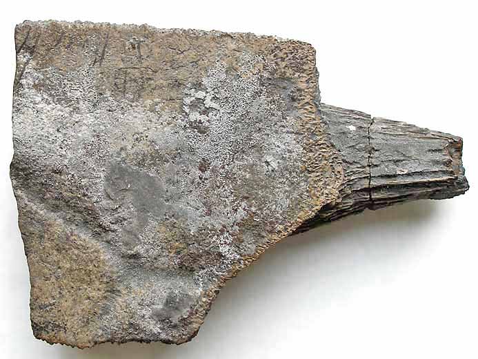 Plaque costale de Thalassemys ou d'Eurysternum fossile jurassique Boulonnais