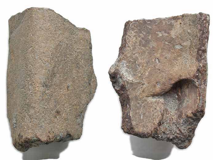 Plaque marginale de Carapace de Tortue fossile jurassique Boulonnais