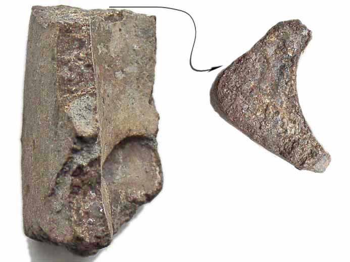 Plaque marginale de Carapace de Tortue fossile jurassique Boulonnais