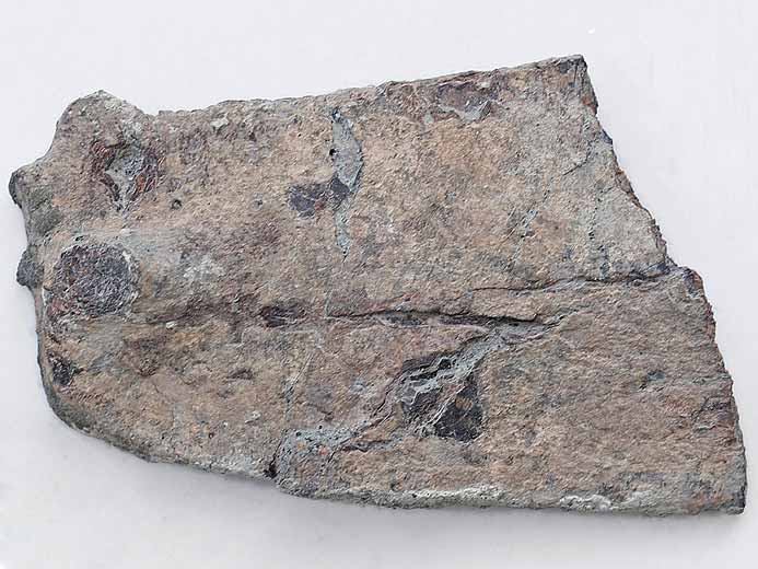 Plaque Costale fossile de Carapace de Tortue fossile jurassique Boulonnais