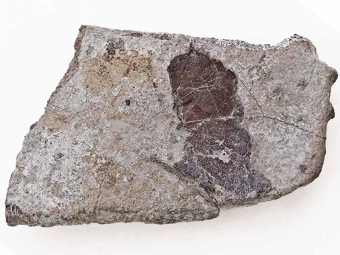 Plaque Costale fossile de Carapace de Tortue fossile jurassique Boulonnais