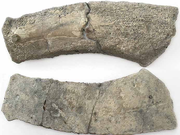 Plaque Costale de Tortue fossile jurassique Boulonnais