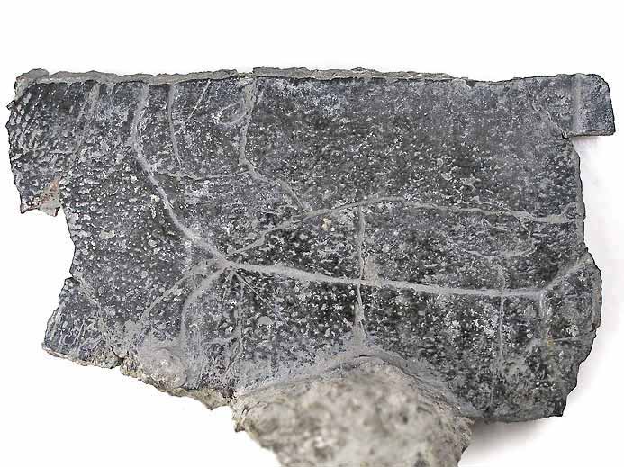 Plaque Costale de Tortue fossile jurassique Boulonnais