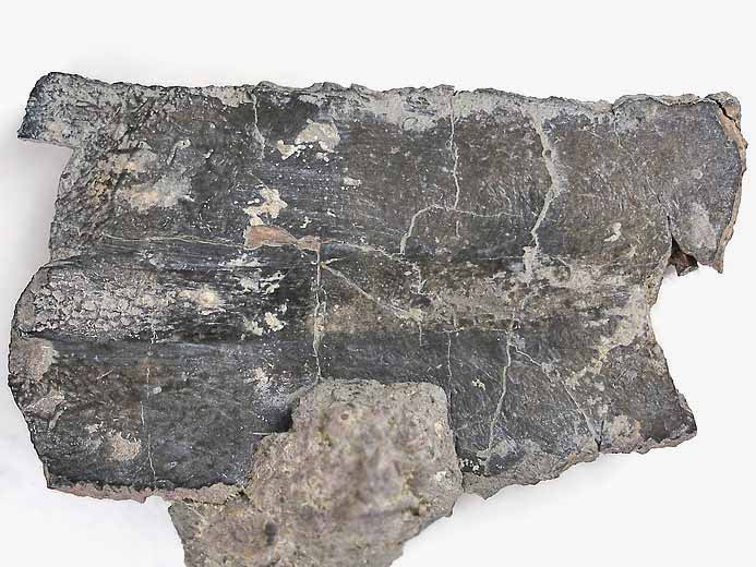 Plaque Costale de Tortue fossile jurassique Boulonnais