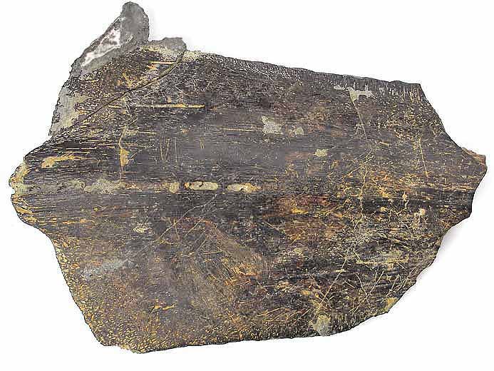 Plaque Costale de Tortue fossile jurassique Boulonnais