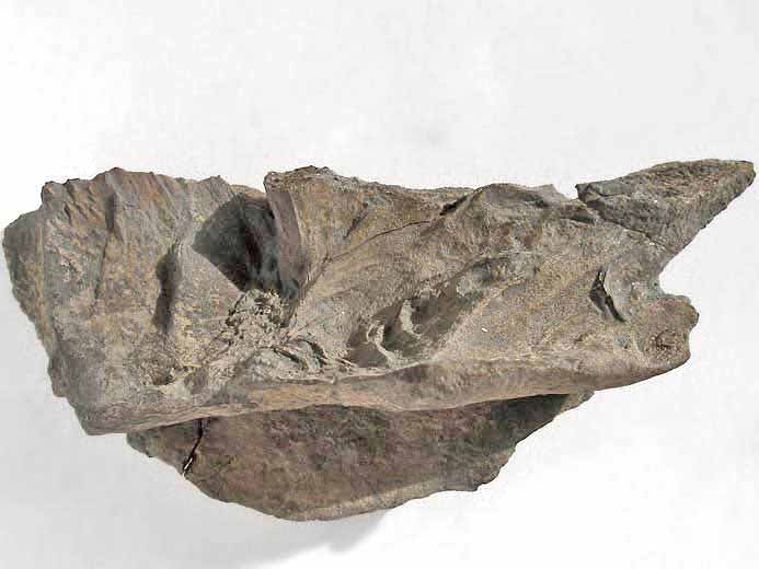 Plaque marginale de Tortue fossile jurassique Boulonnais