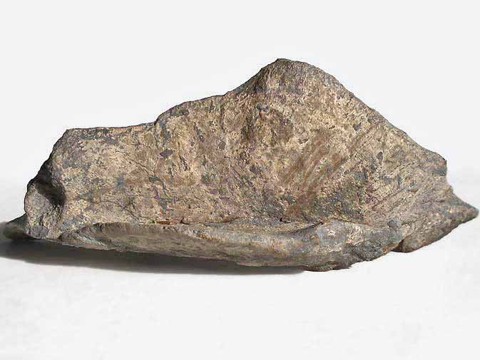 Plaque marginale de Tortue fossile jurassique Boulonnais