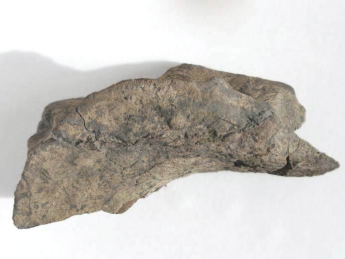 Plaque marginale de Tortue fossile jurassique Boulonnais