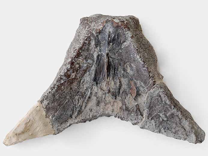Plaque suprapygale de Tortue Thalassemys fossile jurassique Boulonnais