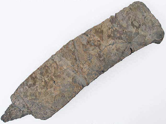 Plaque costale de Tortue fossile jurassique Boulonnais COPYRIGHT P.TITREN