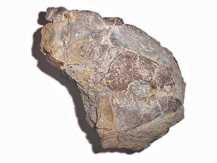 Hmi-plastron de Tortue fossile jurassique du Boulonnais COLLECTION PRIVEE A
