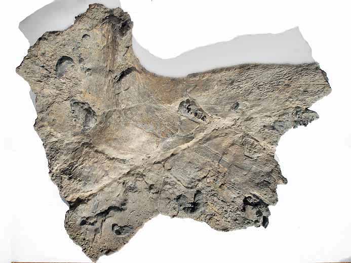 Plastron de Tortue fossile jurassique du Boulonnais