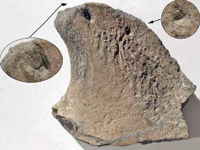 Plastron mordu de Tortue fossile jurassique du Boulonnais