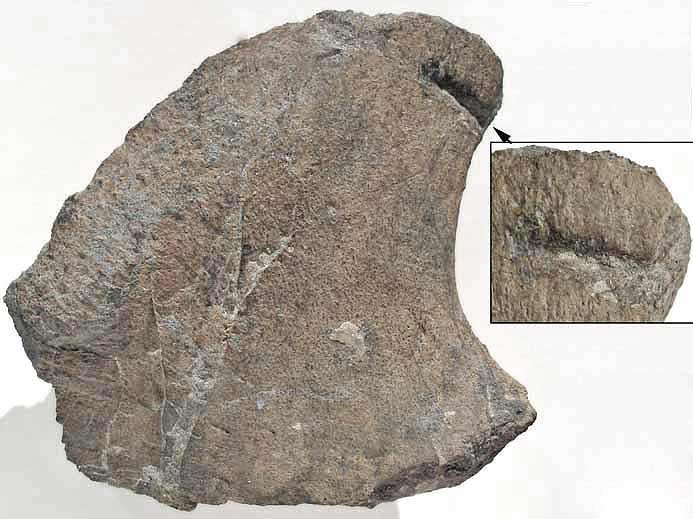 Plastron mordu de Tortue fossile jurassique du Boulonnais