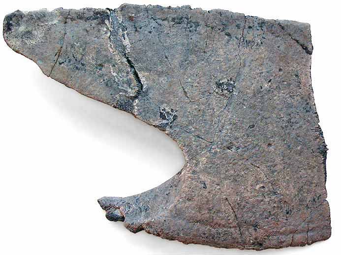 Plastron de Tortue fossile COPYRIGHT P.TITREN