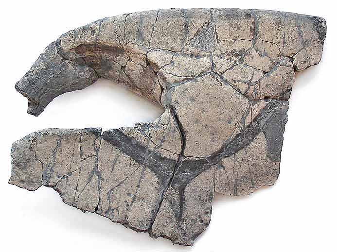 Plastron de Tortue fossile COPYRIGHT P.TITREN