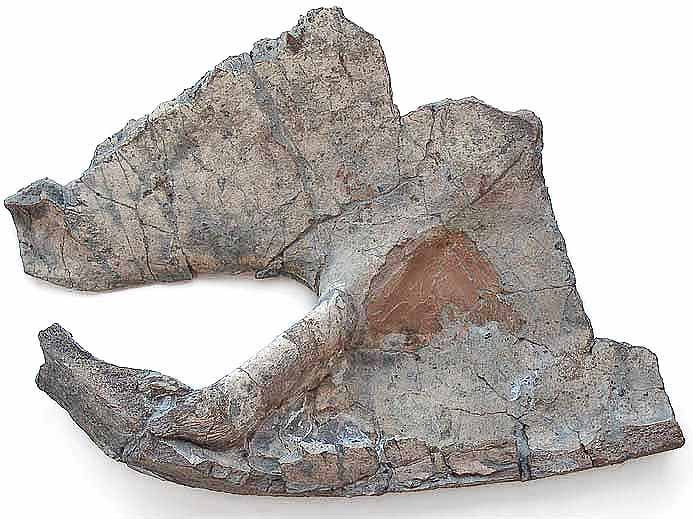 Plastron de Tortue fossile jurassique du Boulonnais COPYRIGHT P.TITREN