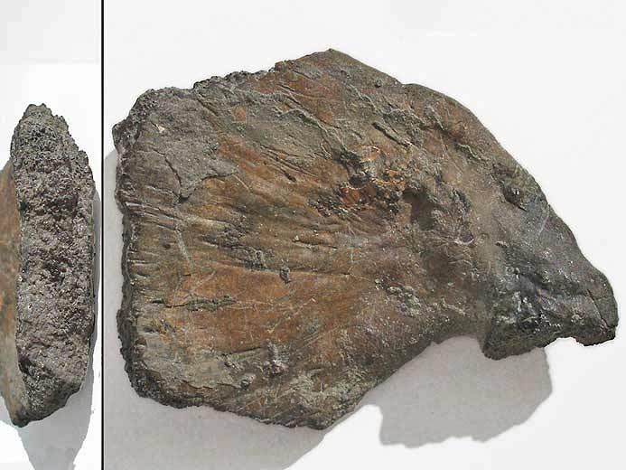 Poissons : humrus fossiles jurassique Boulonnais