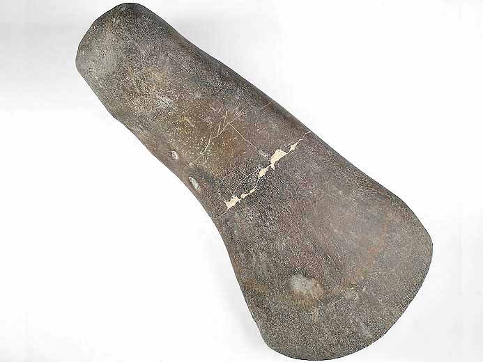 fmur Sauropterygien fossile jurassique Boulonnais