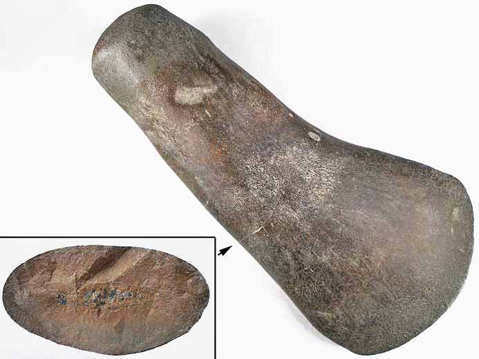 image fmur Sauropterygien fossile jurassique Boulonnais