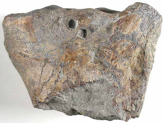 Humrus de Ptrosaurien fossile du jurassique suprieur du Boulonnais
