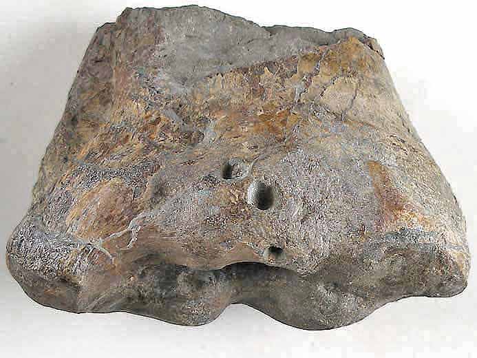 Humrus de Ptrosaurien fossile du jurassique suprieur du Boulonnais