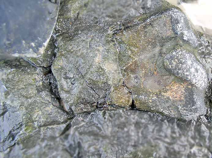 Humrus de Ptrosaurien fossile du jurassique suprieur du Boulonnais
