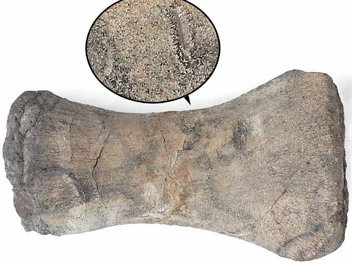 humrus Sauropterygien fossile jurassique Boulonnais