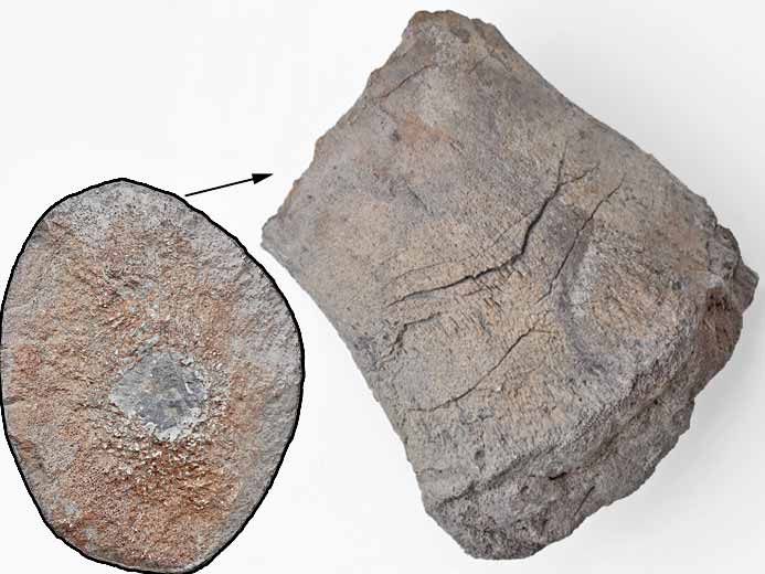 humrus Sauropterygien fossile jurassique Boulonnais
