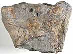 Ptrosaurien : humrus - fossile du jurassique Boulonnais