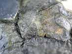 Ptrosaurien : humrus - fossile du jurassique Boulonnais