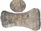 Sauroptrygien: Humrus fossile du jurassique Boulonnais