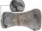 Sauroptrygien: Humrus fossile du jurassique Boulonnais