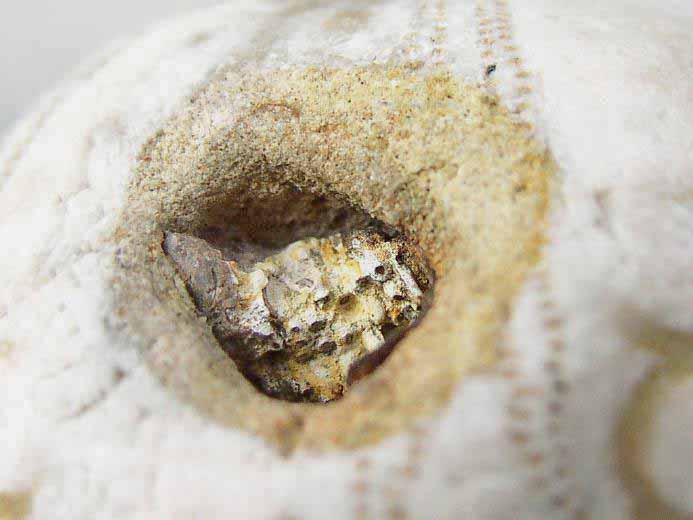 Hemicidaris mordu par Ischyodus Chimres insolites jurassique Boulonnais
