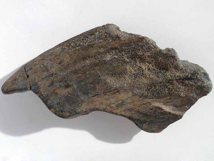 Dentition mandibulaire tratologique d'Ischyodus fossile jurassique Boulonnais
