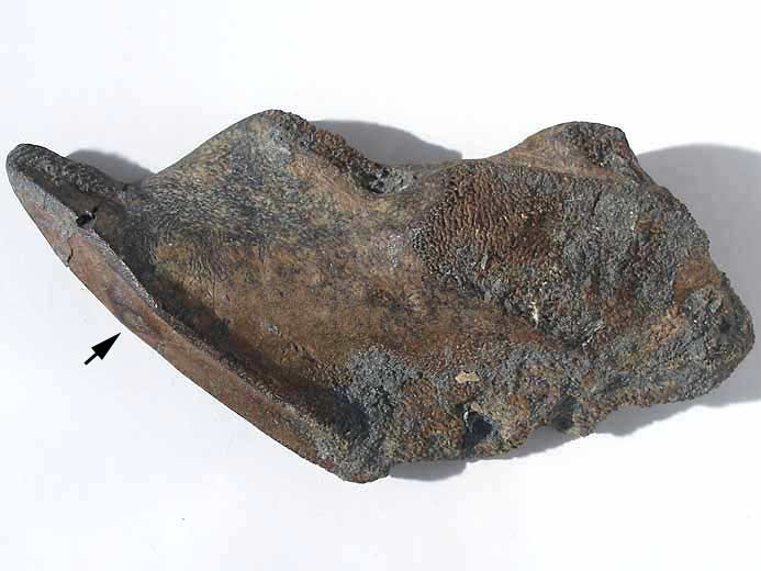 Dentition mandibulaire tratologique d'Ischyodus fossile jurassique Boulonnais