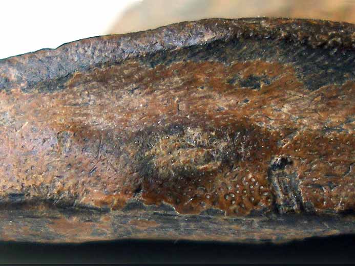 Dentition mandibulaire tratologique d'Ischyodus fossile jurassique Boulonnais