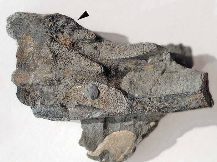 Dentition palatine d'Ischyodus egertoni  triturateur additionnel fossile jurassique Boulonnais